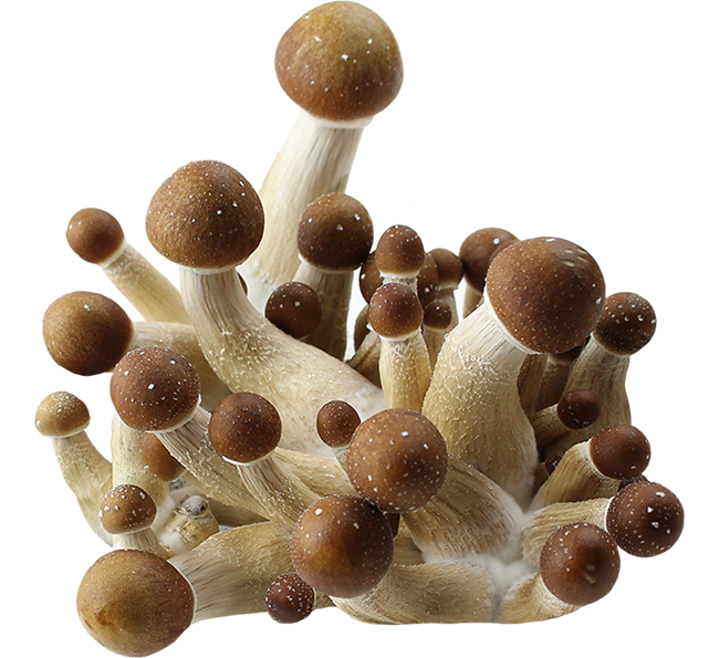 Psilocybe Cubensis Panama Spores Print